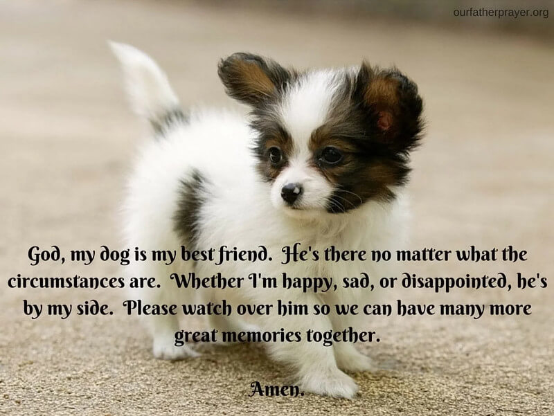 Prayers for Animals, Dogs, Pets, and Cats - Our Father Prayer